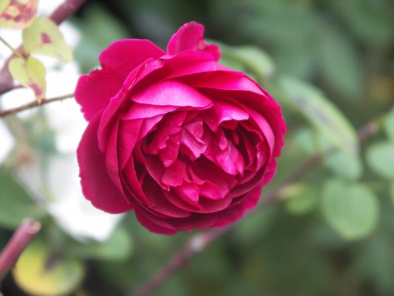 Free stock image of Fresh Flowers created by Pixabay