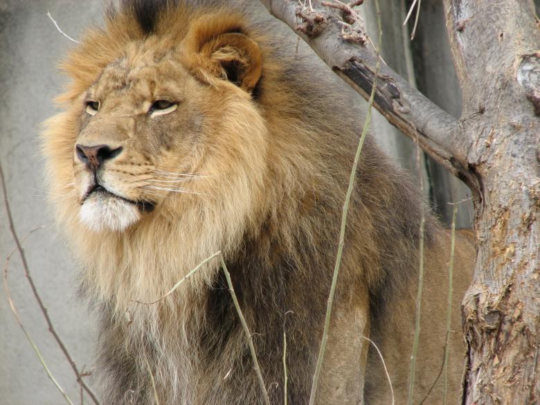 Free stock image of Lion in the Zoo created by Pixabay