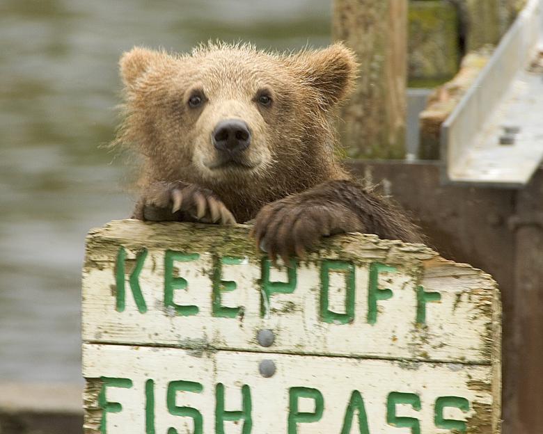 Free stock image of Keep Off created by Pixabay