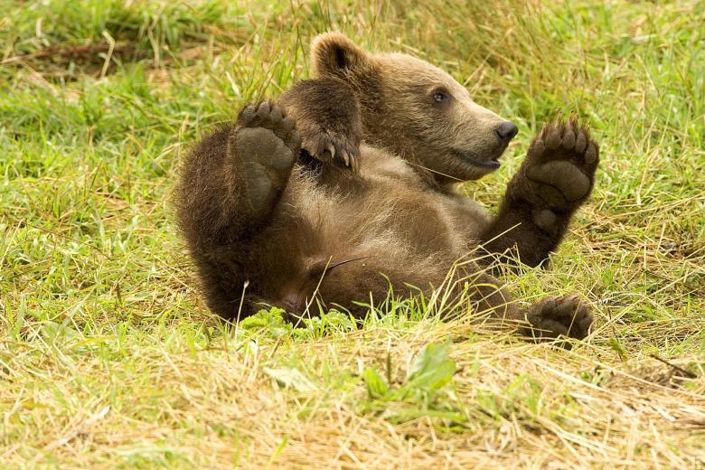 Free stock image of Bear Cub created by Pixabay