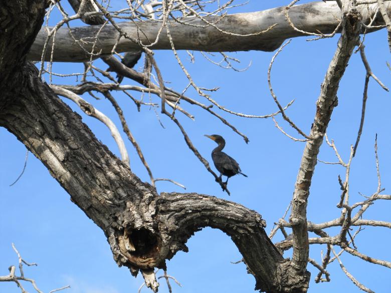 Free stock image of Bird on the Tree created by Pixabay