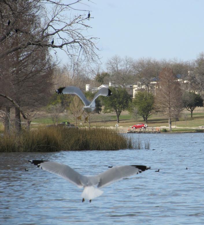 Free stock image of Birds Flying on the Lake created by Pixabay