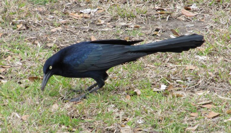 Free stock image of Black Bird on the Grass created by Pixabay