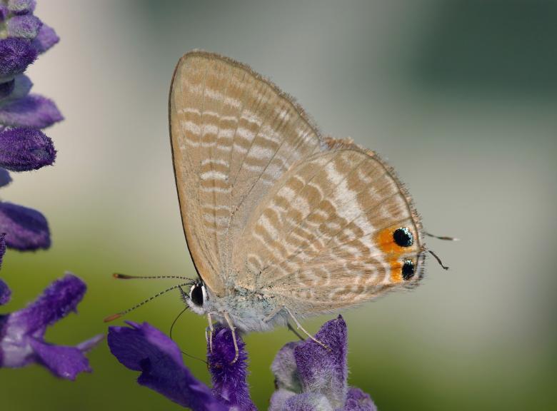 Free stock image of Butterfly in the Garden created by Pixabay