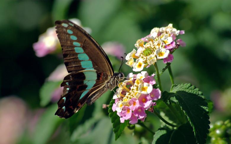 Free stock image of Butterfly on the Flowers created by Pixabay