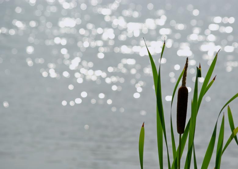 Free stock image of Cattail on the Shore created by Pixabay