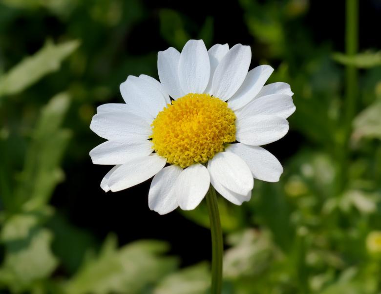Free stock image of Fresh Daisy created by Pixabay