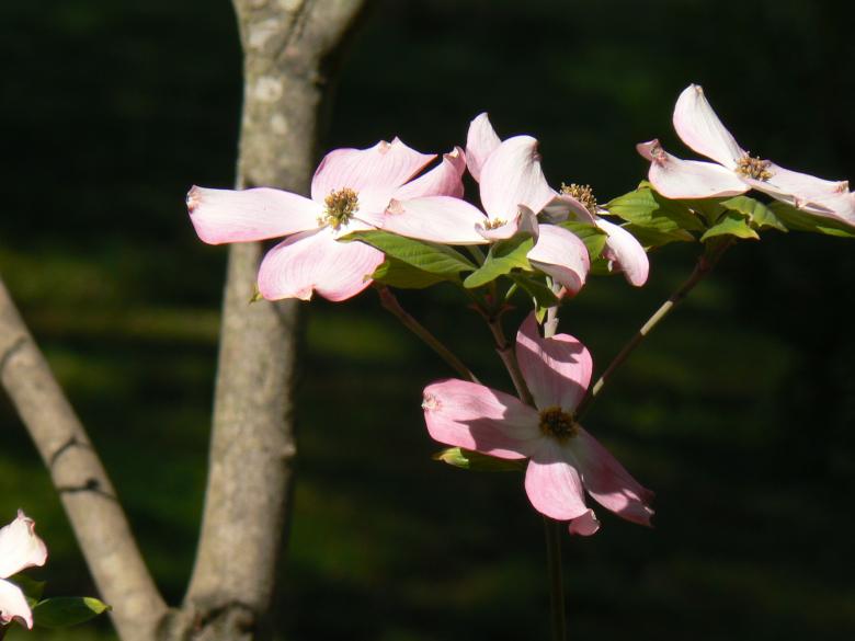 Free stock image of Flowers in the Garden created by Pixabay
