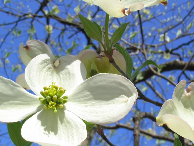 Free stock image of White Flowers in the Garden created by Pixabay