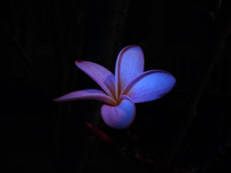 Free stock image of Purple Flower created by Pixabay