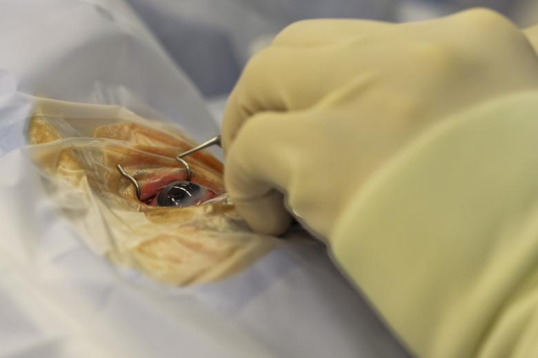 Free stock image of Group of Surgeons Operating created by Pixabay