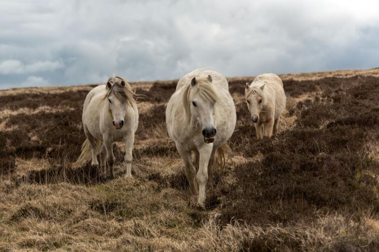 Free stock image of Wild Mountain Ponies created by Geoffrey Whiteway
