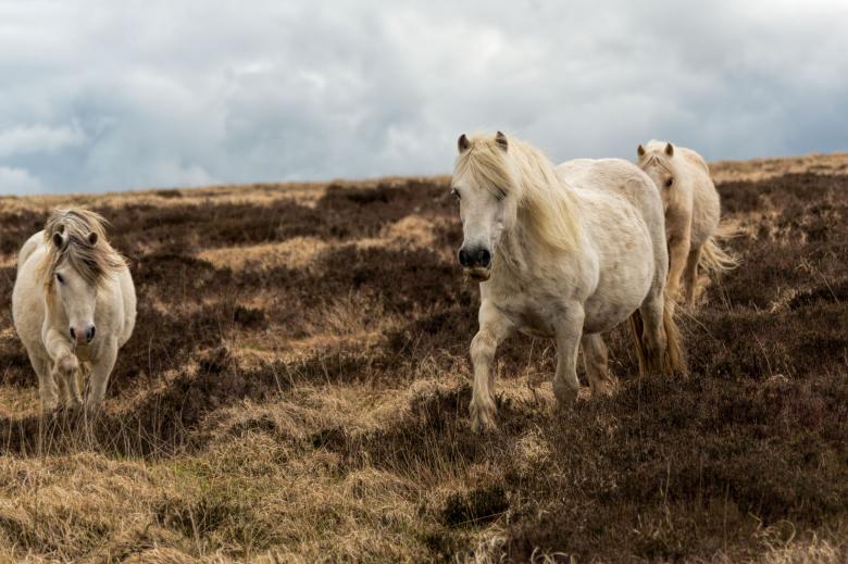 Free stock image of Welsh Horses in Spring created by Geoffrey Whiteway