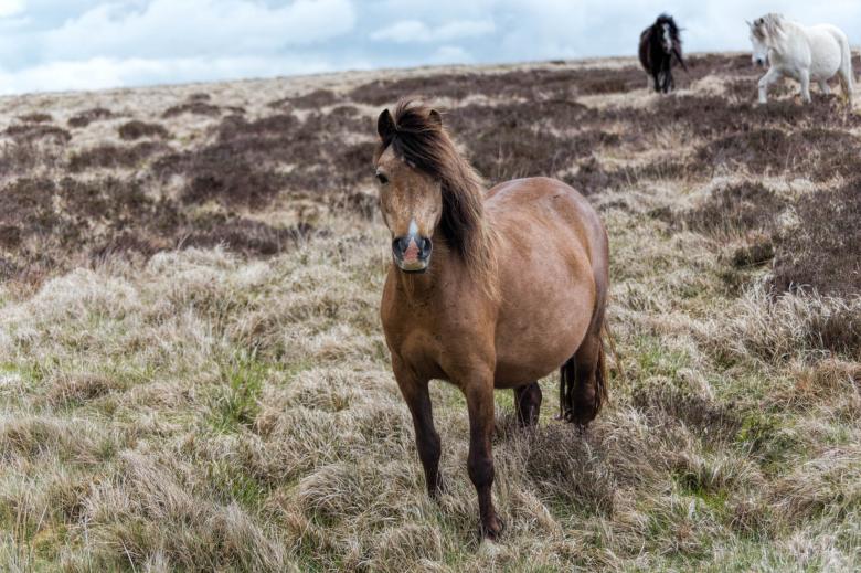 Free stock image of Horses in Spring created by Geoffrey Whiteway