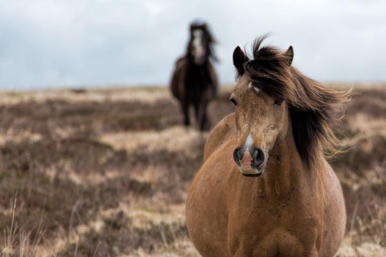 Free stock image of Pregnant Horse created by Geoffrey Whiteway