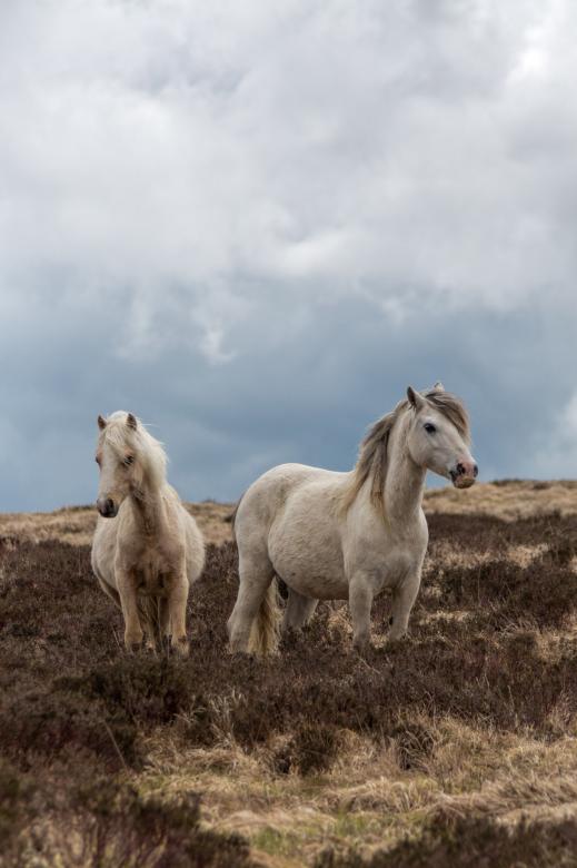 Free stock image of Pregnant Welsh Wild Mountain Ponies created by Geoffrey Whiteway