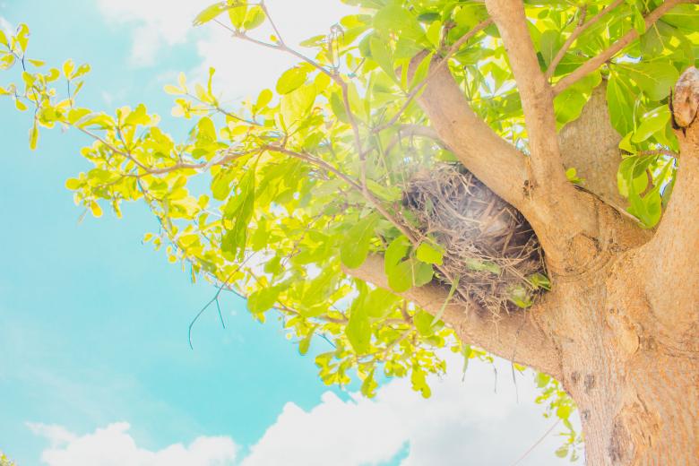 Free stock image of Birds nest created by Galayanee