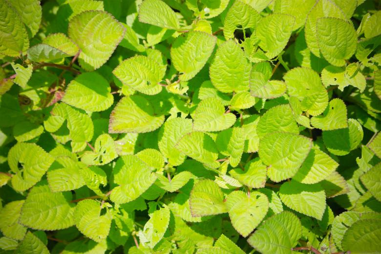 Free stock image of Green leaves texture created by Galayanee