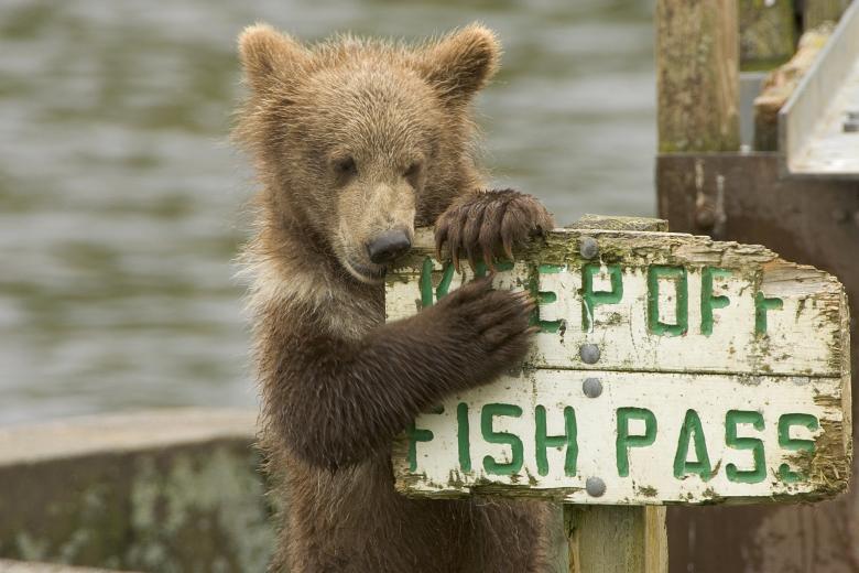 Free stock image of Grizzly Bear created by Pixabay