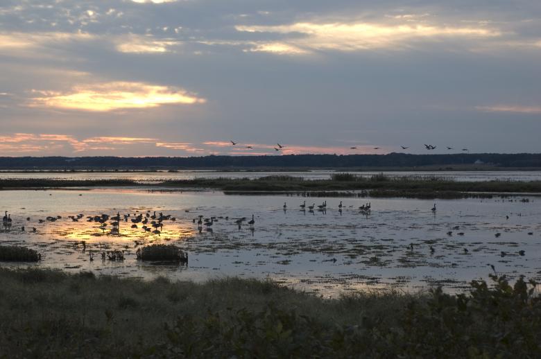 Free stock image of Birds in the River created by Pixabay