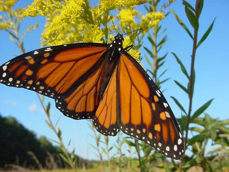 Free stock image of Butterfly in the Garden created by Pixabay