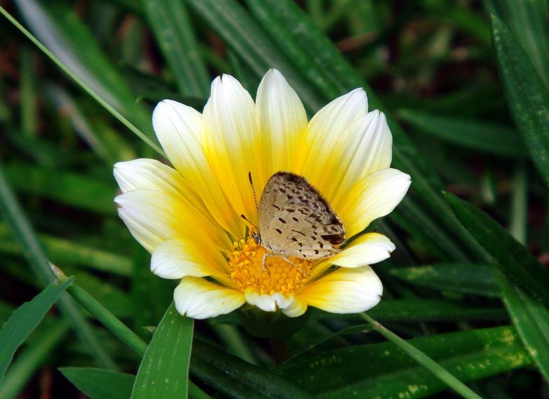 Free stock image of Butterfly on the Flower created by Pixabay