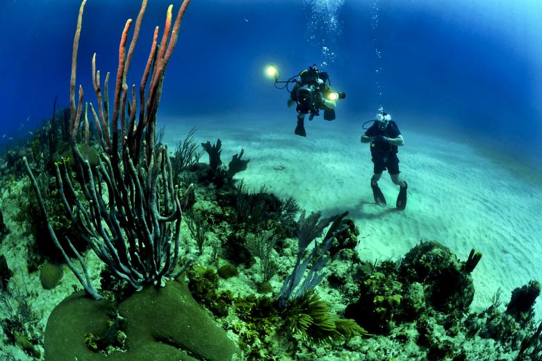 Free stock image of Underwater Divers created by Pixabay