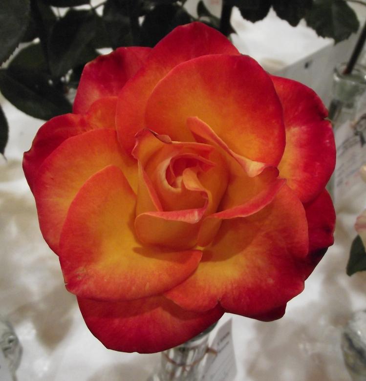 Free stock image of Flower in the Garden created by Pixabay