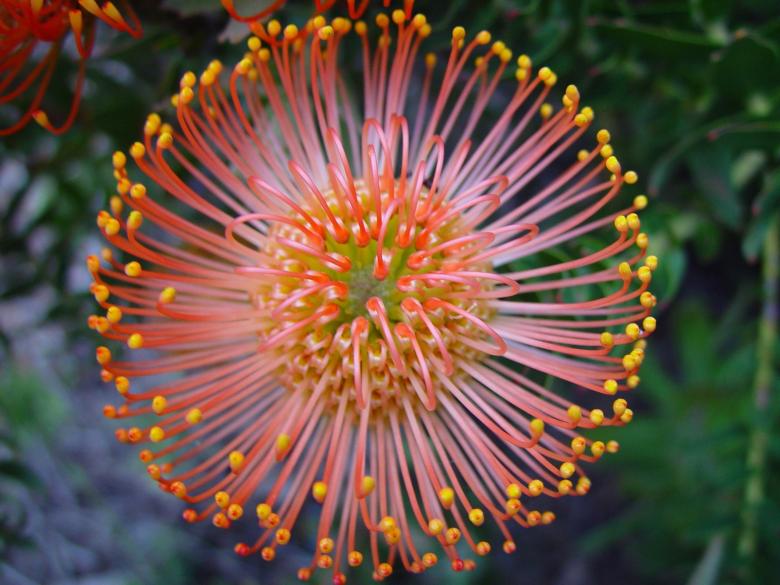 Free stock image of Flower in the Garden created by Pixabay