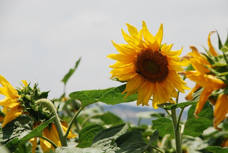 Free stock image of Fresh Flowers created by Pixabay