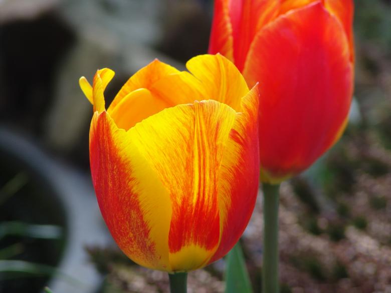 Free stock image of Garden created by Pixabay