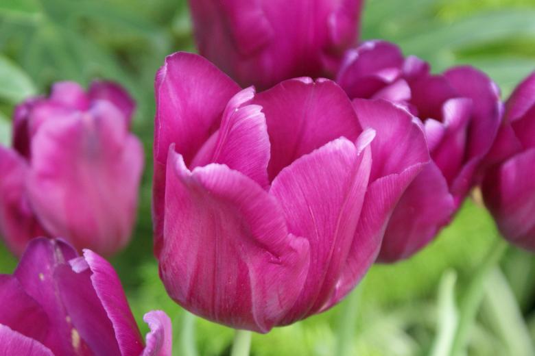 Free stock image of Fresh Flowers created by Pixabay