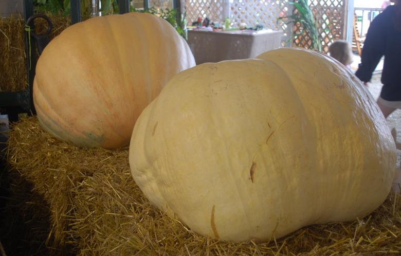 Free stock image of Giant Pumpkins created by Pixabay