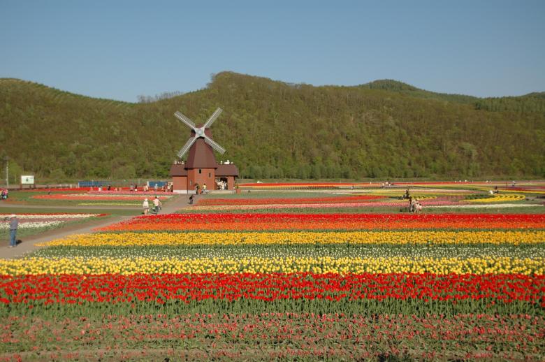 Free stock image of Tulips in the Garden created by Pixabay