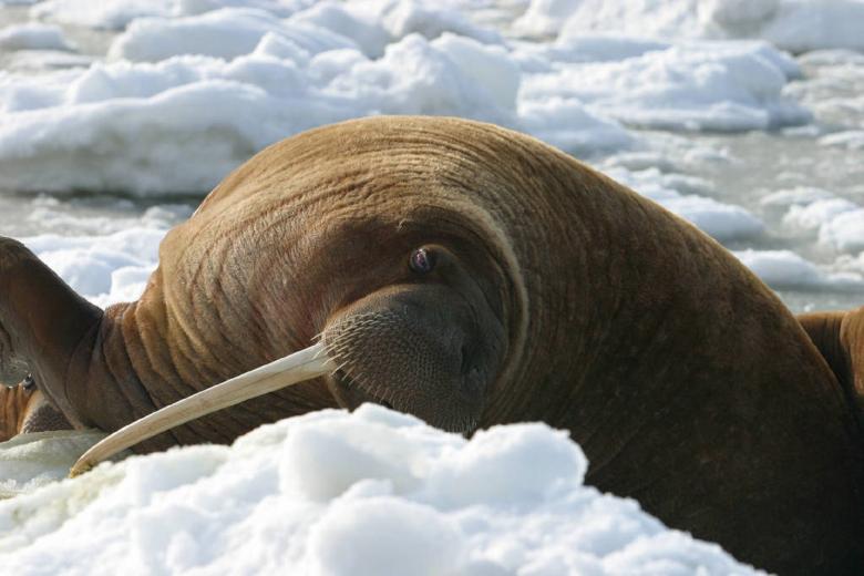 Free stock image of Walrus Lying created by Pixabay
