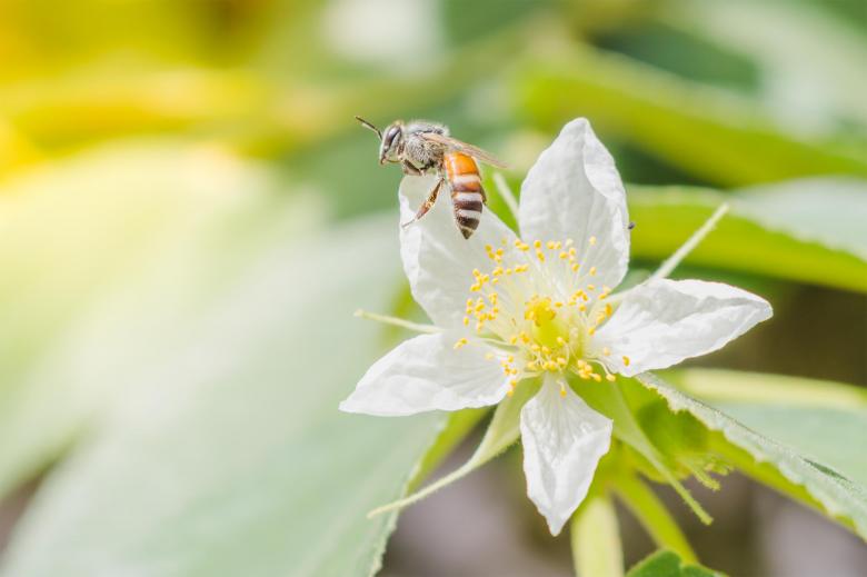 Free stock image of A honey bee with flower created by Galayanee