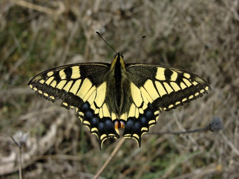 Free stock image of Yellow Butterfly created by Pixabay