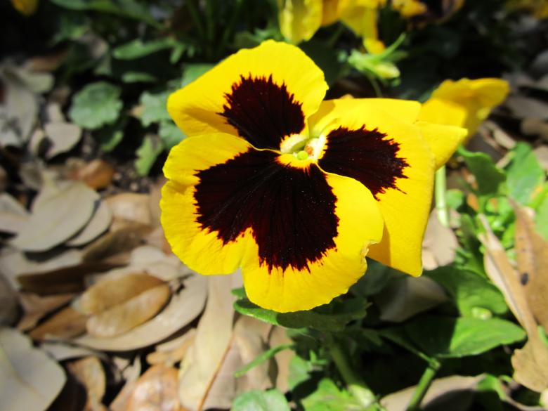 Free stock image of Fresh Flower created by Pixabay