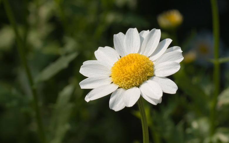 Free stock image of Fresh Flower created by Pixabay
