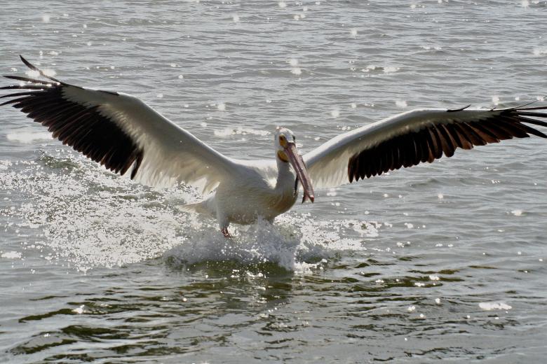 Free stock image of Pelican Fishing created by Pixabay