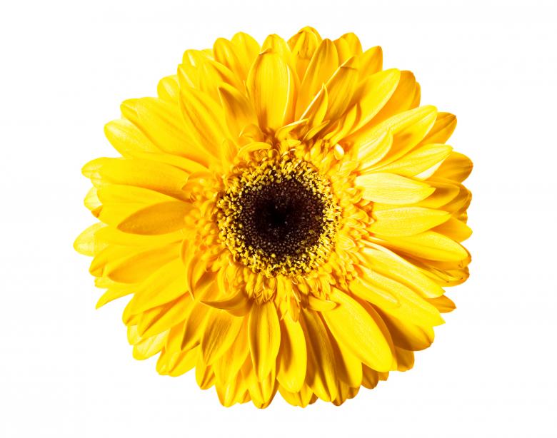 Free stock image of Yellow Gerbera Flower created by 2happy