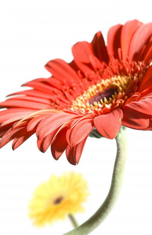 Free stock image of Red Gerbera Flower created by 2happy