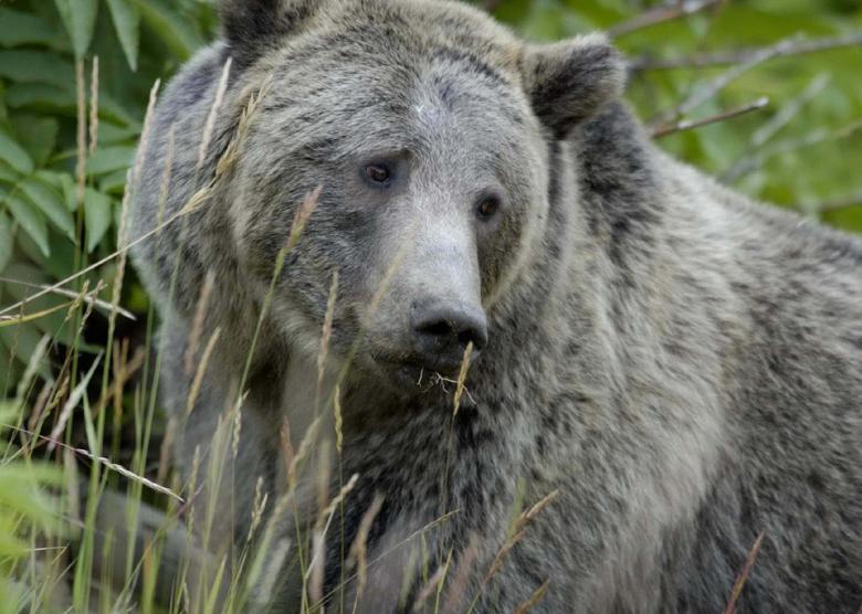 Free stock image of Wild Grizzly Bear created by Pixabay