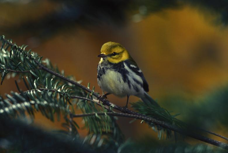 Free stock image of Bird on the Branch created by Pixabay
