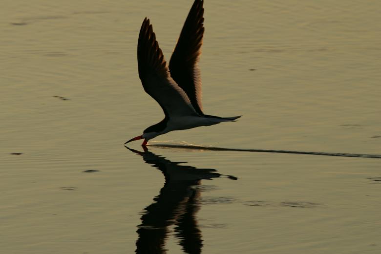 Free stock image of Bird Fishing created by Pixabay