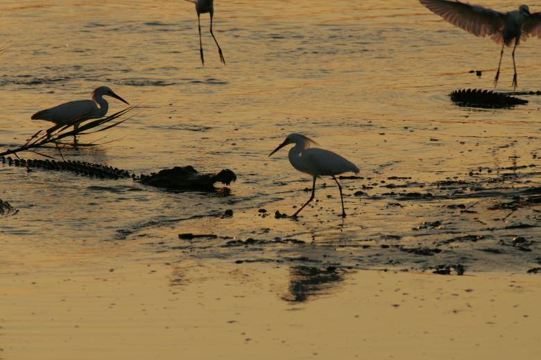 Free stock image of White Birds on the Rivershore created by Pixabay