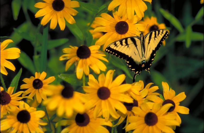 Free stock image of Butterfly in the Garden created by Pixabay