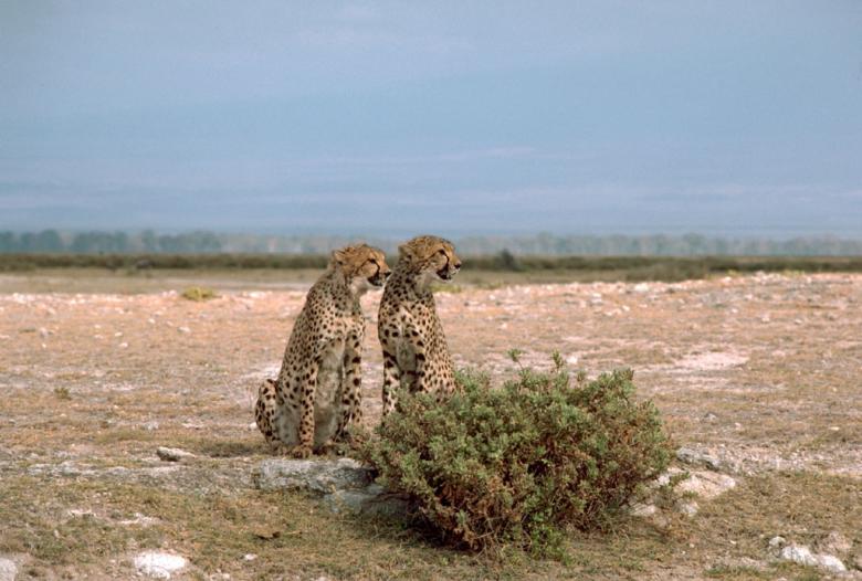 Free stock image of Wild Cheetahs created by Pixabay