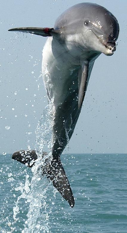 Free stock image of Dolphin Dive created by Pixabay