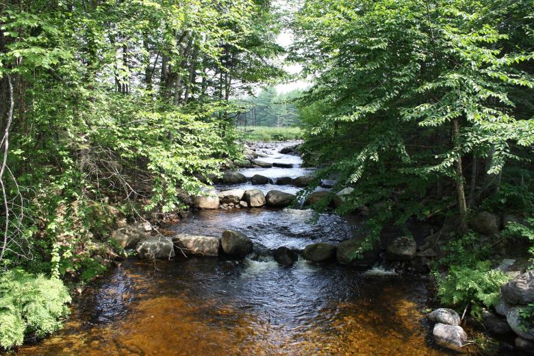 Free stock image of Running Stream through the Jungle created by Pixabay